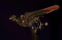 藏品(朱鸝)的圖片